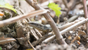 Common Lizard