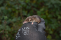 Common Shrew