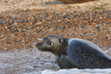Common Seal