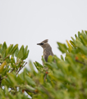 Cedar Waxwing