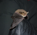 Daubenton's Bat