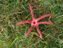 Devils Fingers