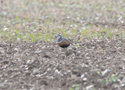 Dotterel