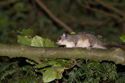 Edible Dormice