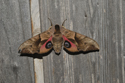 Eyed Hawkmoth
