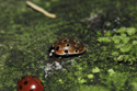 Eyed Ladybird