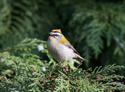 Firecrest