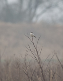 Great Grey Shrike