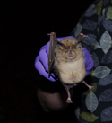 Greater Horseshoe Bat