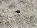 Glossy Ibis
