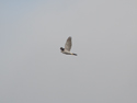 Goshawk
