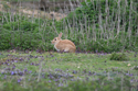Golden Rabbit
