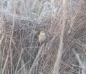 Grasshopper Warbler