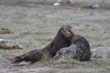 Grey Seal