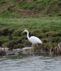 Great White Egret