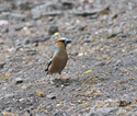 Hawfinch