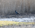 Hooded Crow