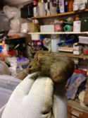 House Mouse