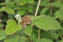 Harvest Mouse