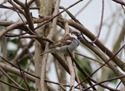 Italian Sparrow