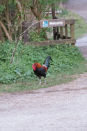 Jungle Fowl