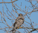 Kestrel