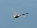 Lesser Emperor