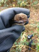 Leisler's Bat