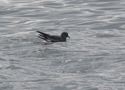 Leach's Petrel