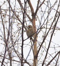 Lesser Redpoll