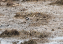 Little Ringed Plover