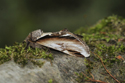 Lesser Swallow Prominent