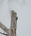 Lesser Spotted Woodpecker
