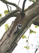 Lesser Spotted Woodpecker