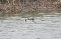 Long Tailed Duck
