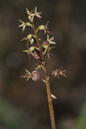 Lesser Twayblade