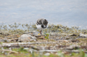 Lapwing