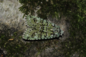 Merveille du Jour