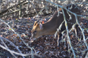 Muntjac