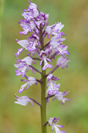 Military orchid