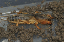Mole Cricket