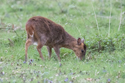 Muntjac