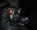 Nathusius pipistrelle