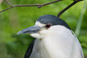 Night Heron