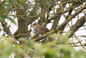 Nightingale