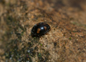 Nephus quadrimaculatus