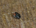 Nephus redtenbacheri