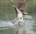 Osprey