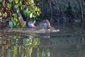 Otter