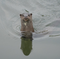 Otter
